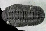 Adrisiops Weugi Trilobite - Recently Described Phacopid #165901-2